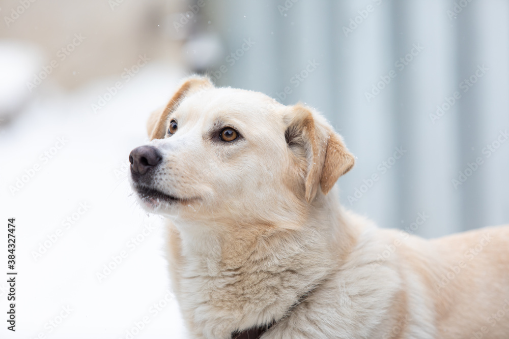 homeless dog looks with sad eyes with hope of finding home and host homeless dog looks with sad eyes with hope of finding home and host