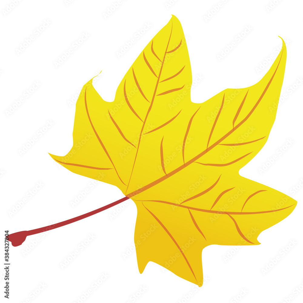 Obraz premium Red maple leaf is a autumn leaf with the broad leafy structure 