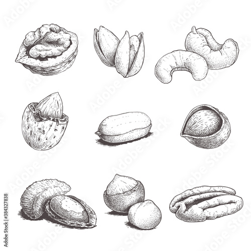 Different nuts set. Sketch style hand drawn nuts. Peeled and with nutshells. Walnut, pistachio, cashew, almond, peanut, hazelnut, brazil nut, macadamia and pecan. Vector illustrations. Organic food.