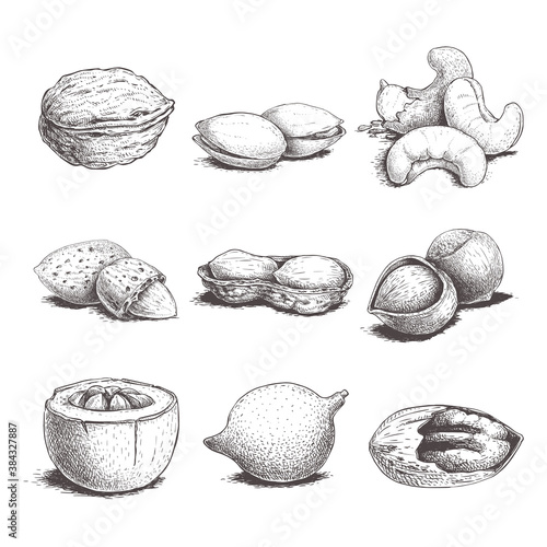 Different nuts set. Sketch style hand drawn nuts with nutshells. Walnut, pistachio, cashew, almond, peanut, hazelnut, brazil nut, macadamia and pecan. Vector illustrations. Organic food.