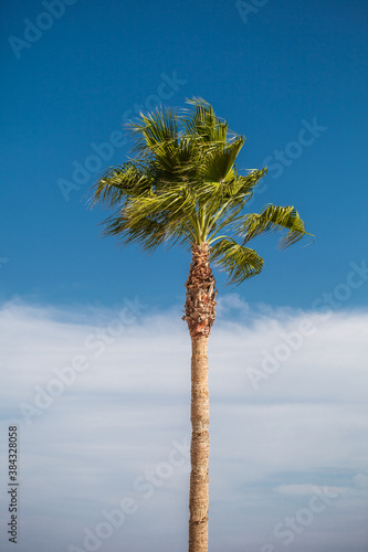 Tropical palm tree alone against the blue sky