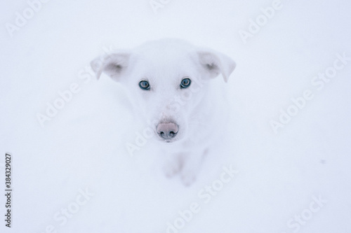 White homeless dog in snow, cold weather white dog on background of white snow. Blue eyes of sad lost dog in cold winter, dog shelter © avelrouge
