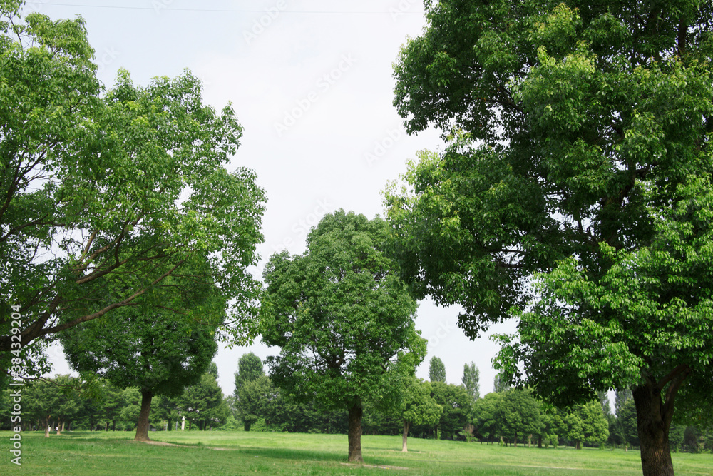 Fototapeta premium 公園