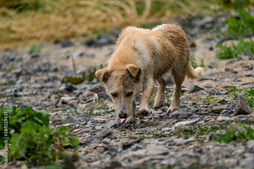 Dog of small size, without breed, with light hair, wet from the rain. A stray free pet, a simple little dog in nature among rocks