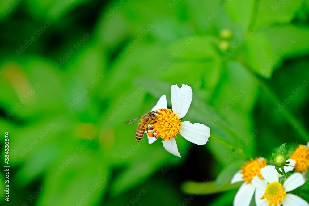 Bee collects pollen of beautiful blooming Spanish needle or Black-jack flower with blurred background. Bee collects pollen of beautiful blooming Spanish needle or Black-jack flower with blurred background.