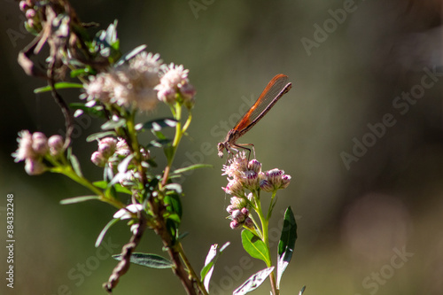 dragon fly snacking on a flower © Robert
