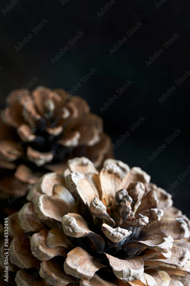 Close-up of two pine cones against a dark background. Vertical autumn background with copy space.