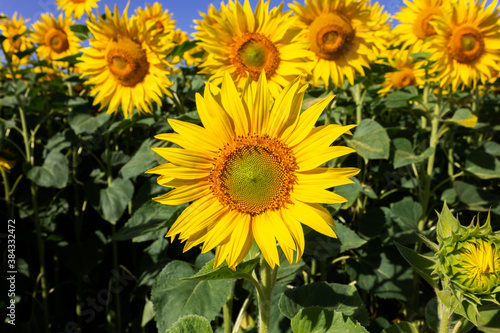 Sunflower natural background. Sunflower blossoms. Close-up of flowers in summer.