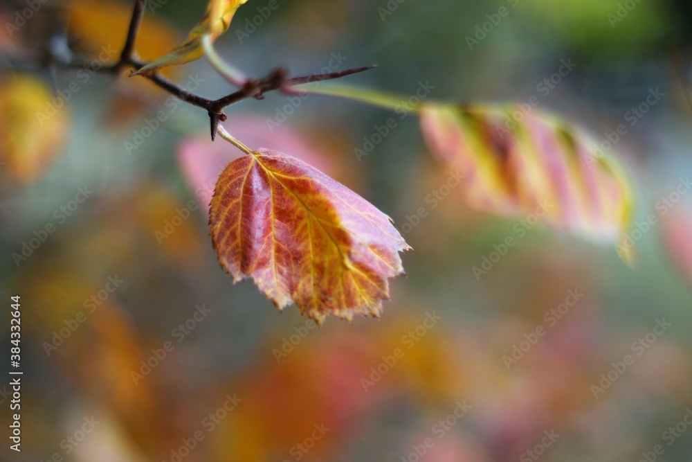 autumn autumn