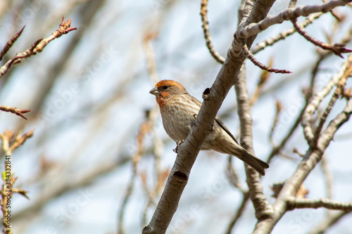 a red headed finch on a branch