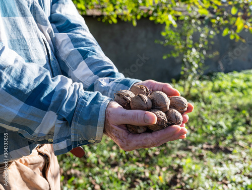 Farmer holding walnuts outdoors