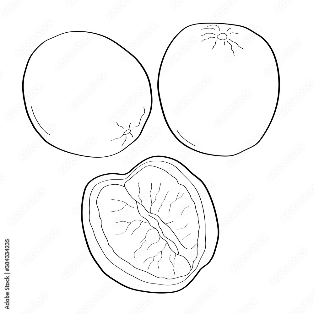 Orange. Hand drawn doodle icon. Vector black and white illustration isolated on white background. Decoration for greeting cards, posters, patches, prints for clothes, emblems. Orange. Hand drawn doodle icon. Vector black and white illustration isolated on white background. Decoration for greeting cards, posters, patches, prints for clothes, emblems.