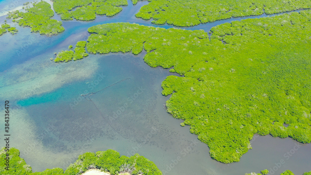 Aerial view of panoramic mangrove forest. Mangrove landscape. Bohol,Philippines.