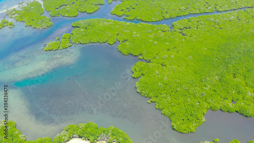 Aerial view of panoramic mangrove forest. Mangrove landscape. Bohol,Philippines.