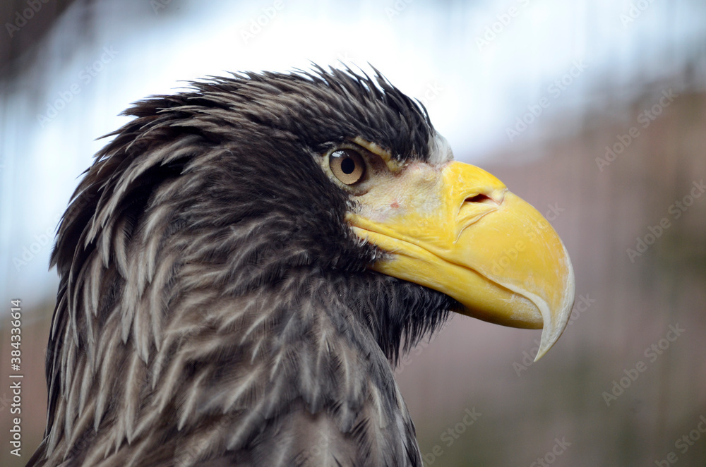 Obraz premium オオワシ