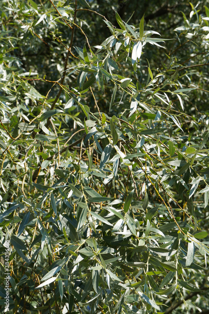 Fototapeta premium Salix alba or willow green foliage background vertcial
