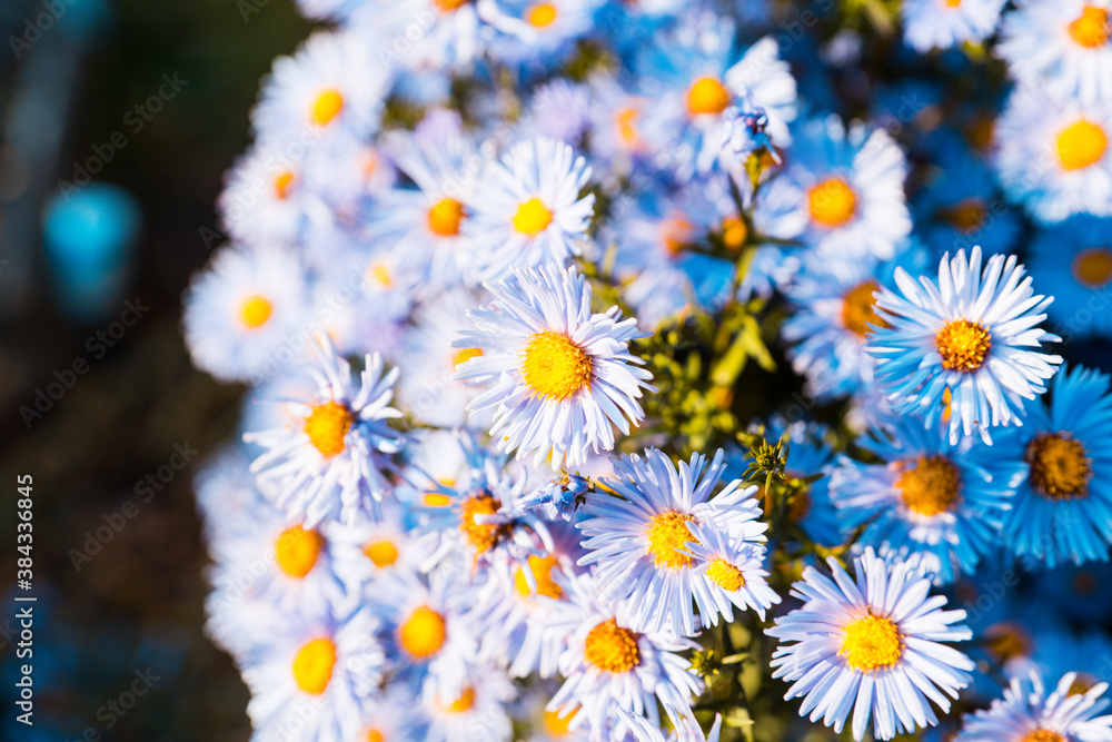 Blue aster flower blooming in the garden. Selective focus. Shallow depth of field. Blue aster flower blooming in the garden. Selective focus. Shallow depth of field.