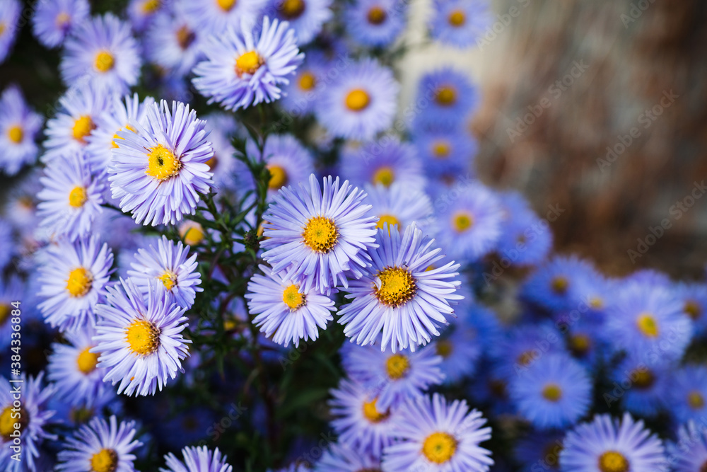 Blue aster flower blooming in the garden. Selective focus. Shallow depth of field. Blue aster flower blooming in the garden. Selective focus. Shallow depth of field.