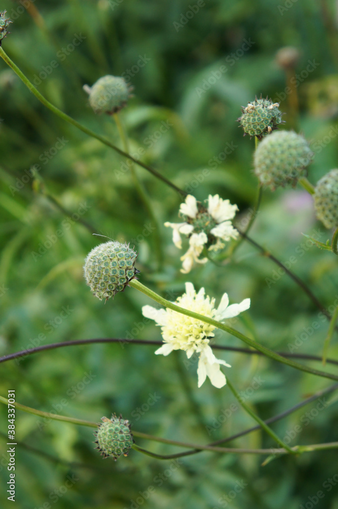 Cephalaria gigantea or giant scabious white flowers with green vertcial Cephalaria gigantea or giant scabious white flowers with green vertcial