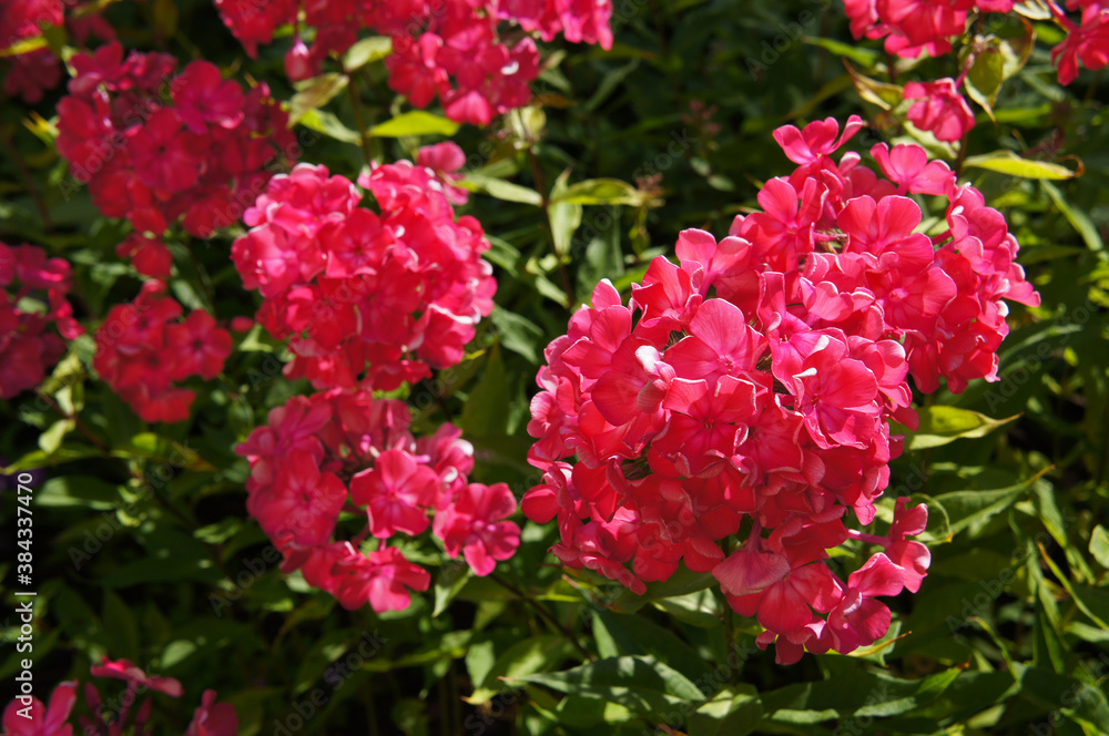 Phlox paniculata or fall phlox red flowers with green Phlox paniculata or fall phlox red flowers with green
