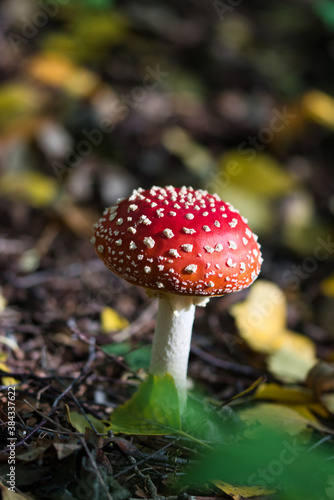 Fly agaric toadstool texture close up, vibrant red mushroom cap with white dots on and white stem against blurred bokeh backround of fallen yellow, brown and green leaves