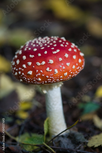 Fly agaric  toadstool texture close up, vibrant red mushroom cap with white dots on and white stem against blurred bokeh backround of fallen yellow, brown and green leaves © Ewa