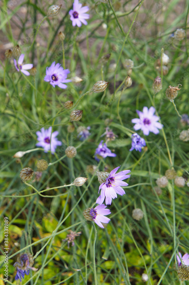 Catananche caerulea or сupid's dart blue flowers with green vertcial Catananche caerulea or сupid's dart blue flowers with green vertcial