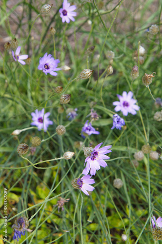 Catananche caerulea or сupid's dart blue flowers with green vertcial
