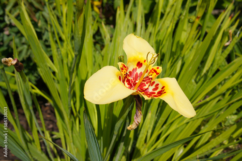 Peacock flower or tigridia pavonia canariensis yellow flower in green grass photo
