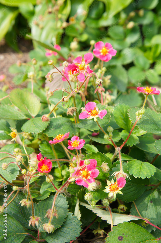 Strawberry fragaria pink panda pink flowers with green vertical Strawberry fragaria pink panda pink flowers with green vertical