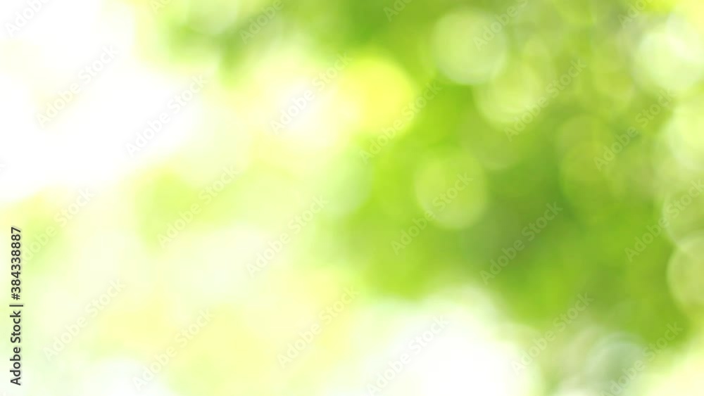 Green bokeh bright blurred green background is a beautiful natural sparkle in the daytime of the trees. Green bokeh bright blurred green background is a beautiful natural sparkle in the daytime of the trees.