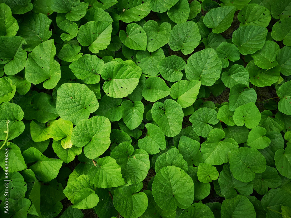 Green leaves pattern background, Natural background and wallpaper Green leaves pattern background, Natural background and wallpaper