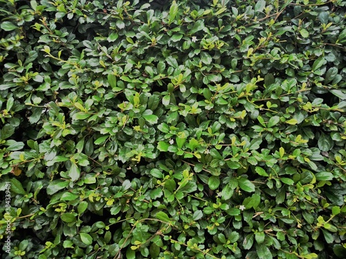 nature green leaves wall texture. © Sirada