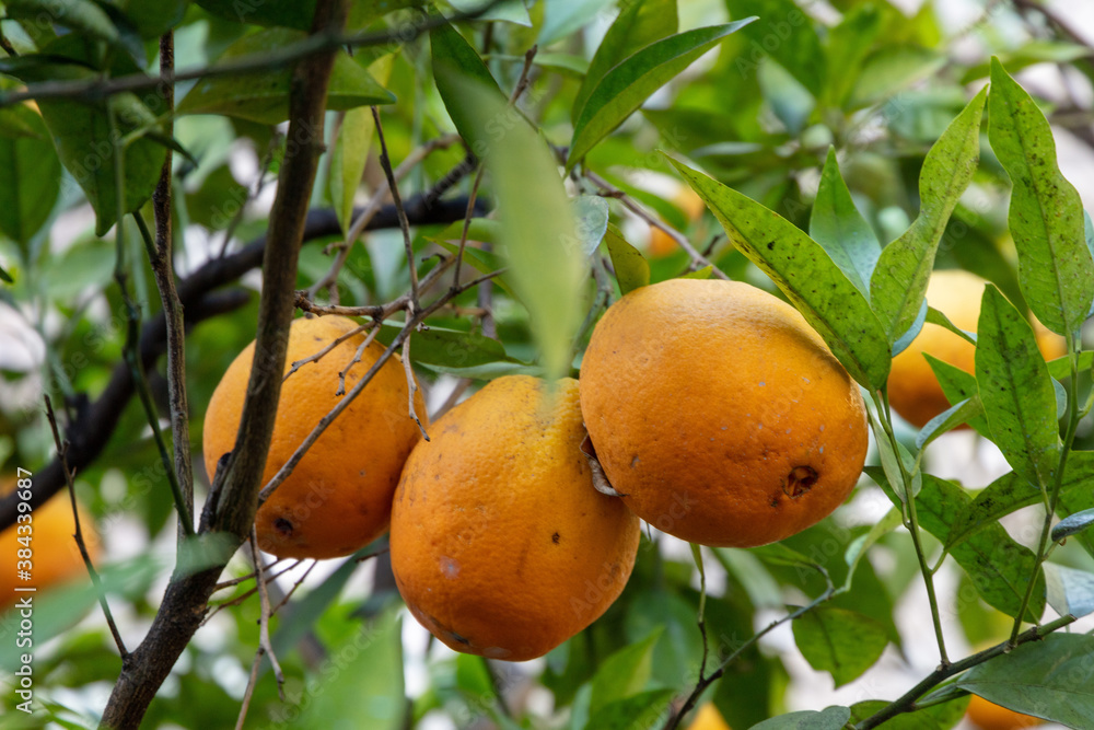 Organic grown sweet orange (Citrus Sinensis)