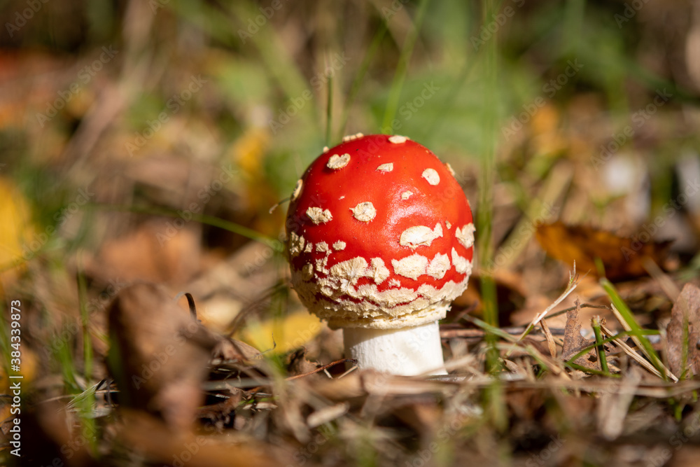 small poisonous toadstool with its loud red cap stands on the forest floor small poisonous toadstool with its loud red cap stands on the forest floor