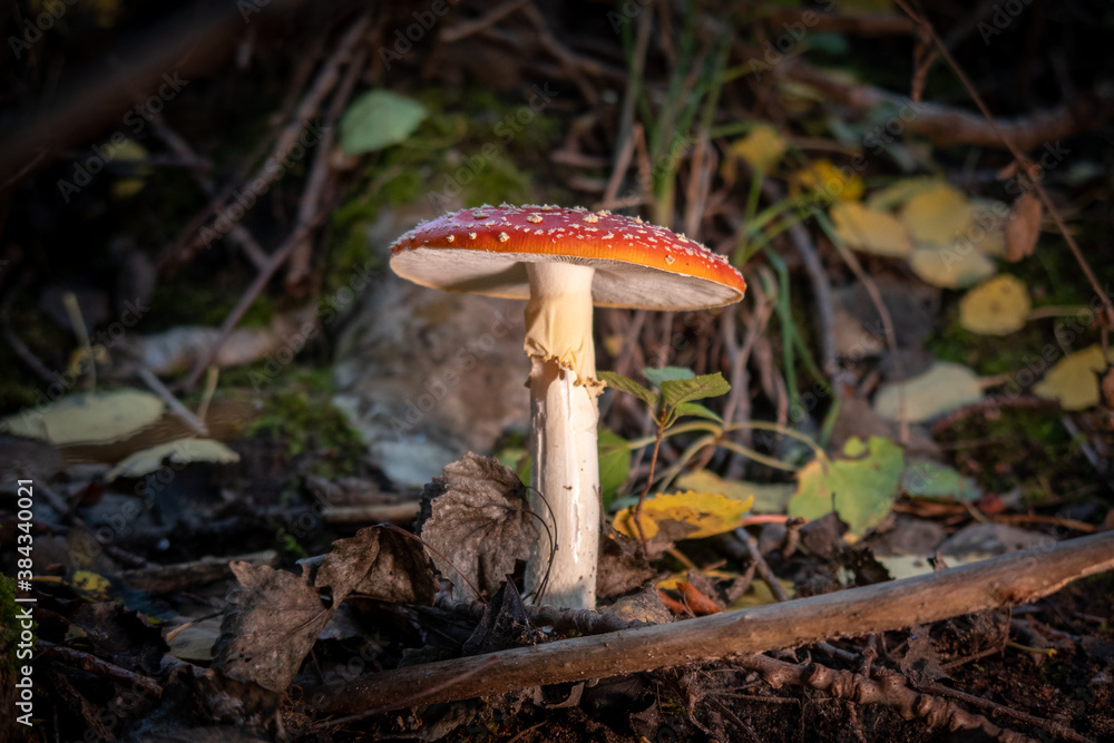 large poisonous toadstool with its loud red cap stands on the forest floor large poisonous toadstool with its loud red cap stands on the forest floor