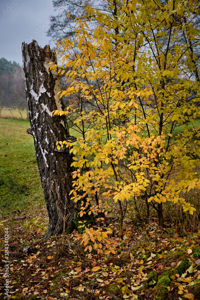 Fototapeta premium Herbstimpressionen vom westliches Dahmeufer am Wanderweg 