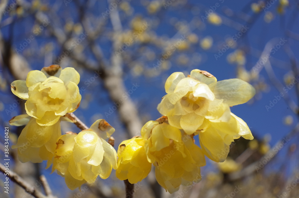 Light Yellow Flowers of Wintersweet in Full Bloom
Light Yellow Flowers of Wintersweet in Full Bloom
