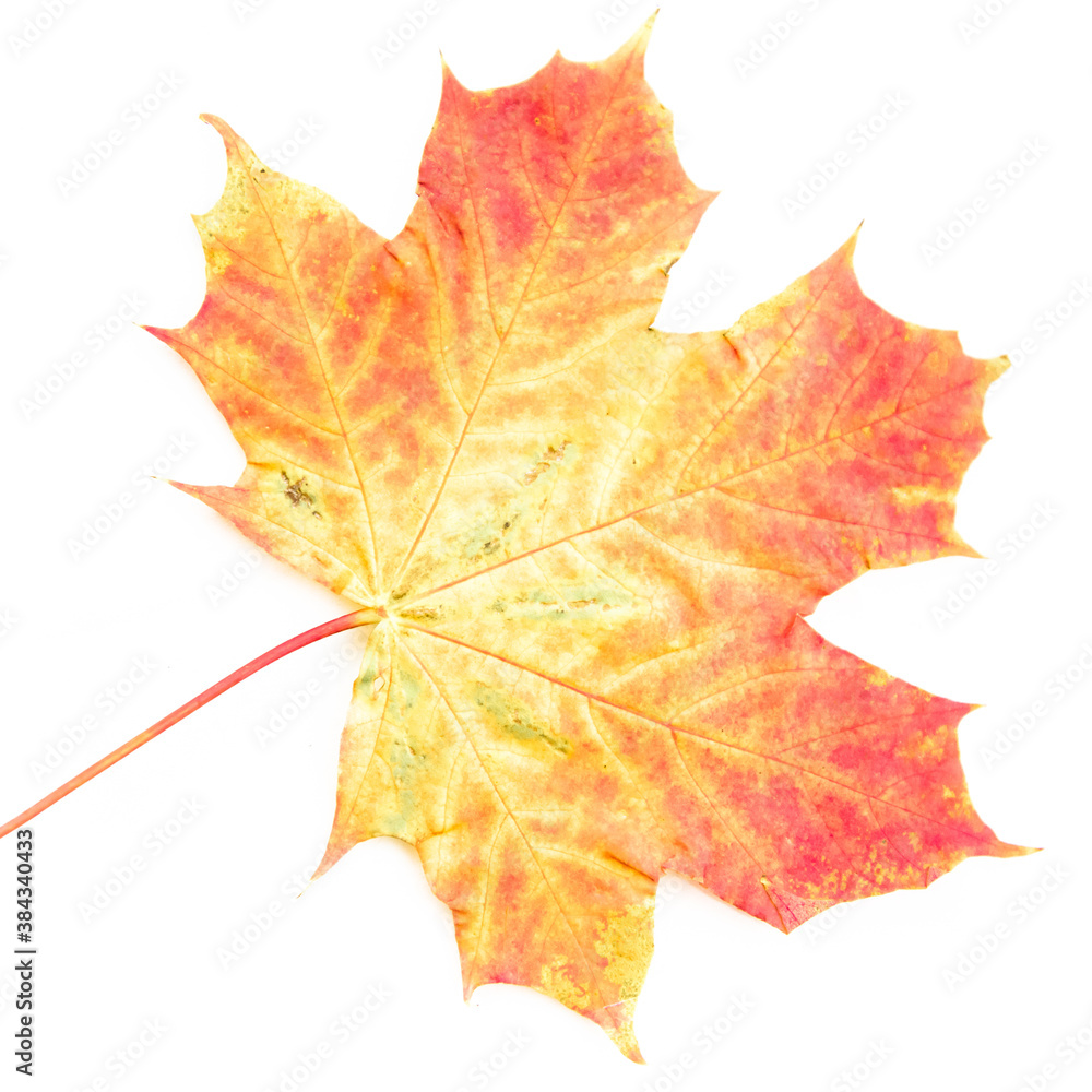 Autumn leaf. Autumn maple leaf isolated on a white background. Autumn leaf. Autumn maple leaf isolated on a white background.