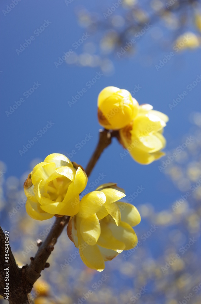 Light Yellow Flowers of Wintersweet in Full Bloom
Light Yellow Flowers of Wintersweet in Full Bloom