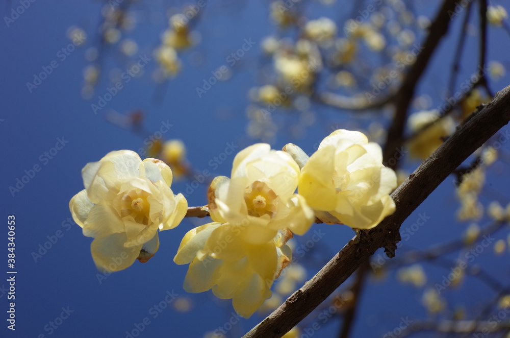 Light Yellow Flowers of Wintersweet in Full Bloom
Light Yellow Flowers of Wintersweet in Full Bloom