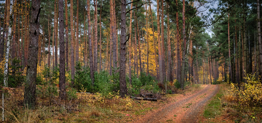 Bunter Herbstwald am Wanderweg Bunter Herbstwald am Wanderweg