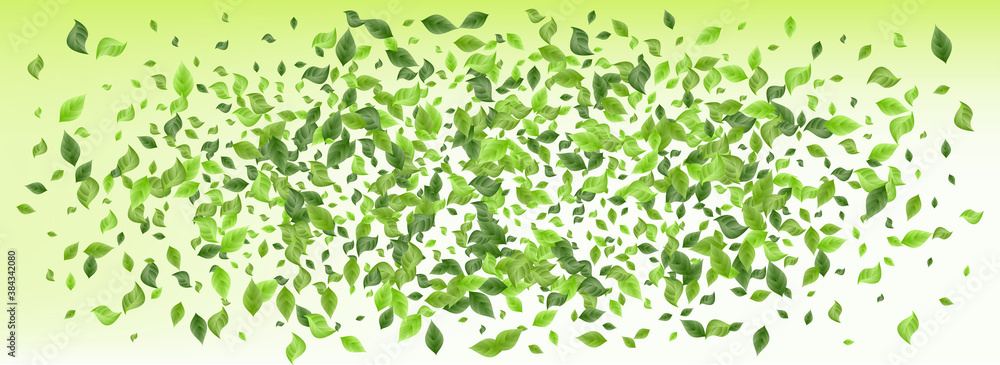 Olive Greenery Forest Panoramic Green Background Olive Greenery Forest Panoramic Green Background