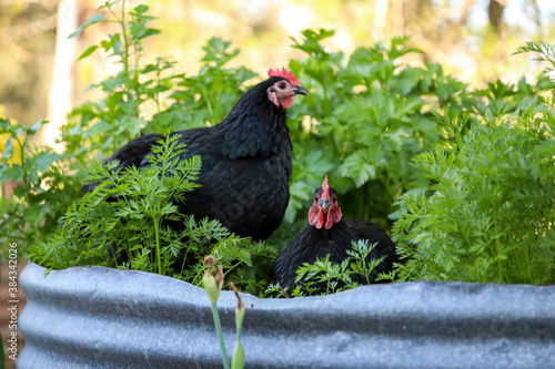 Canvastavla Black Australorp chickens sitting in lush vegetable garden surrounded by carrot