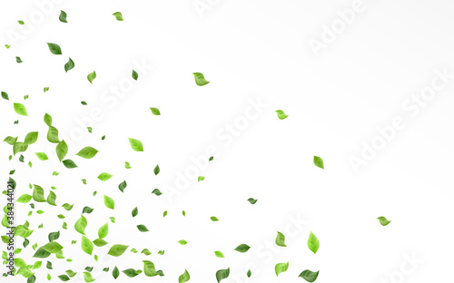 Lime Foliage Herbal Vector White Background 