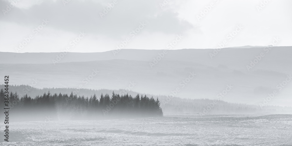 Misty forest - thick mist over pine forest in Scotland