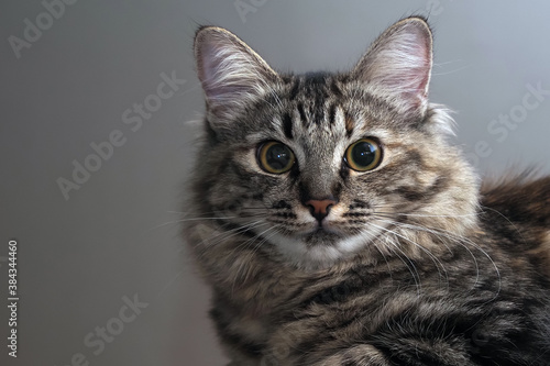 Portrait of a Norwegian forest cat on a light background. The kitten is five months old. © Sergey
