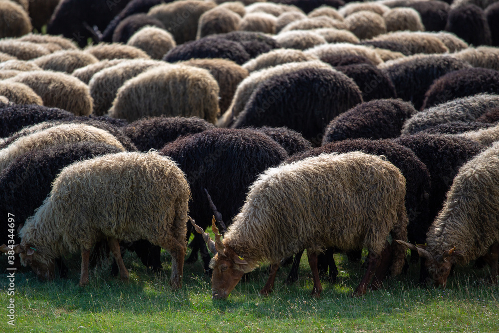 Obraz premium sheep in a field