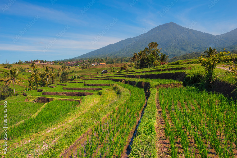 Rice terraces, Jatiluwih, Unesco World Heritage Site, Bali, Indonesia