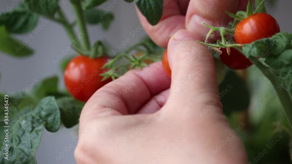 Woman picks cherry tomatoes from a branch, female hands close up Woman picks cherry tomatoes from a branch, female hands close up